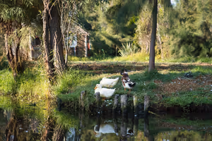 More local characters