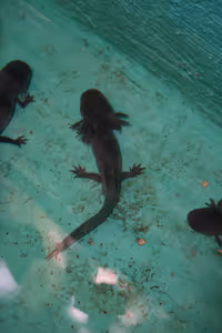 A black Axolotl