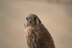 A bird was in a cage in the corner of the Axolotl room