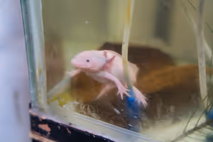 A white Axolotl.