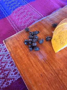 Some Ant thoraxes for snacks.