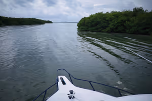 A path through the mangroves