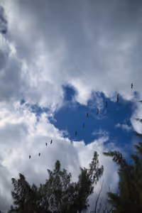 Flocks of pelicans above head.